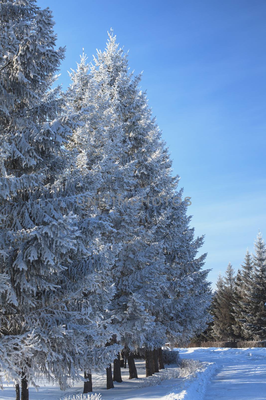 landscape frosty winter morning tree branches covered with snow