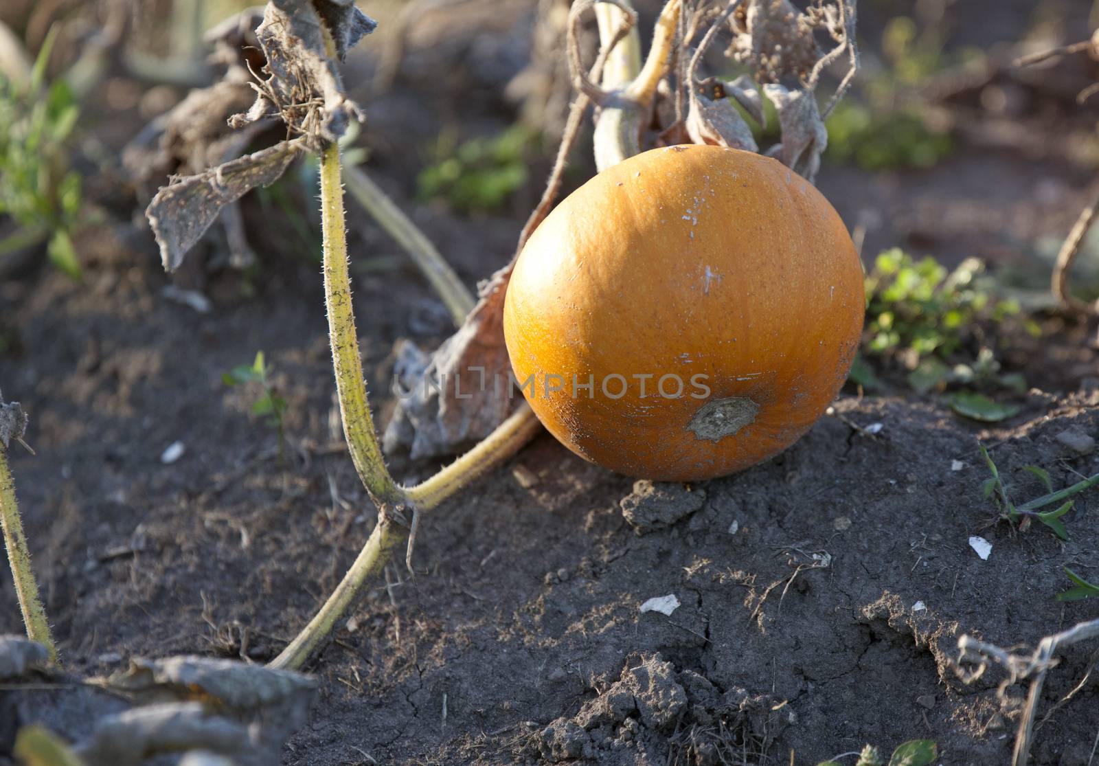 Pumpkin in Patch growing orange garden Canada