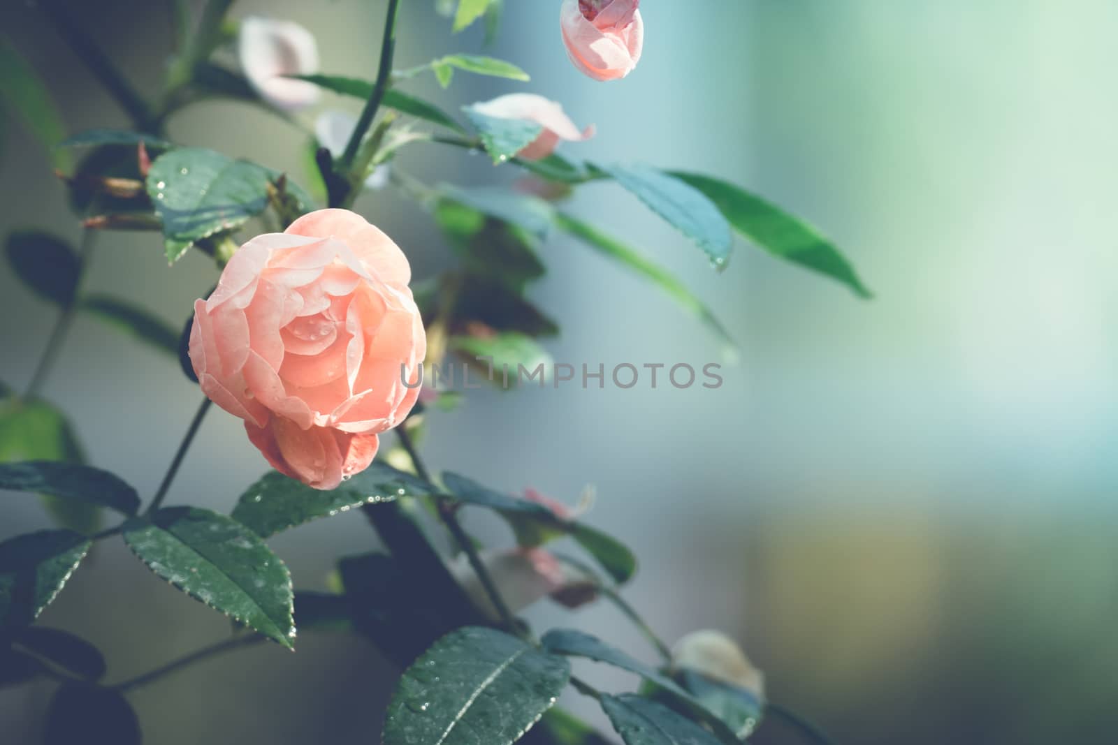 Roses in the garden filtered, Roses are beautiful with a beautiful sunny day.