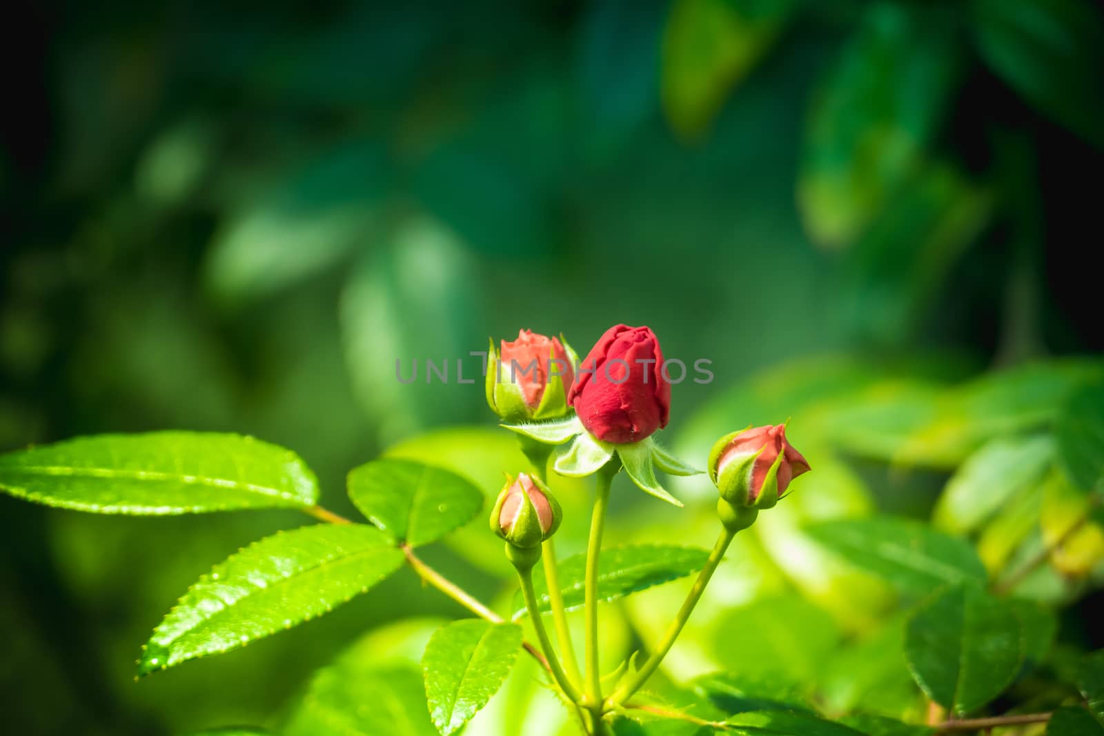 Roses in the garden filtered, Roses are beautiful with a beautiful sunny day.