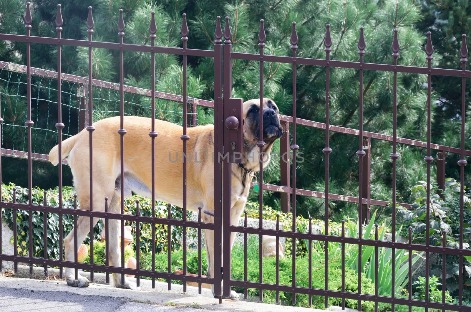  Guard Dog Behind Fence by pauws99