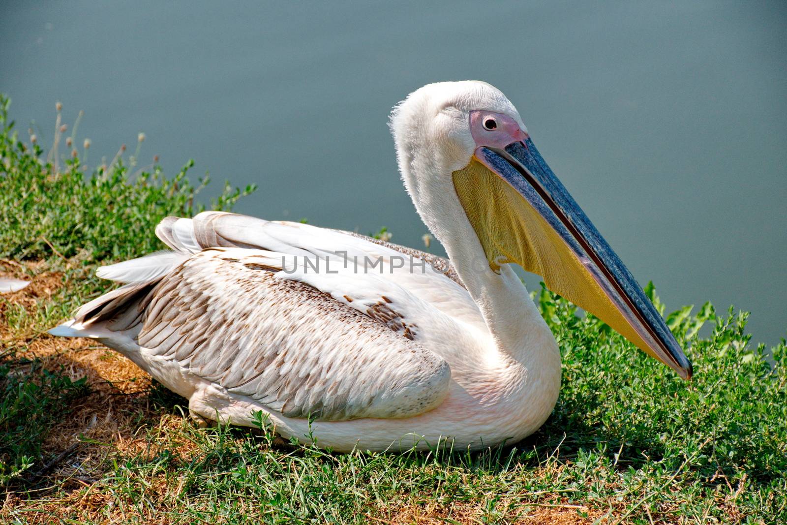 Pink pelican by anderm