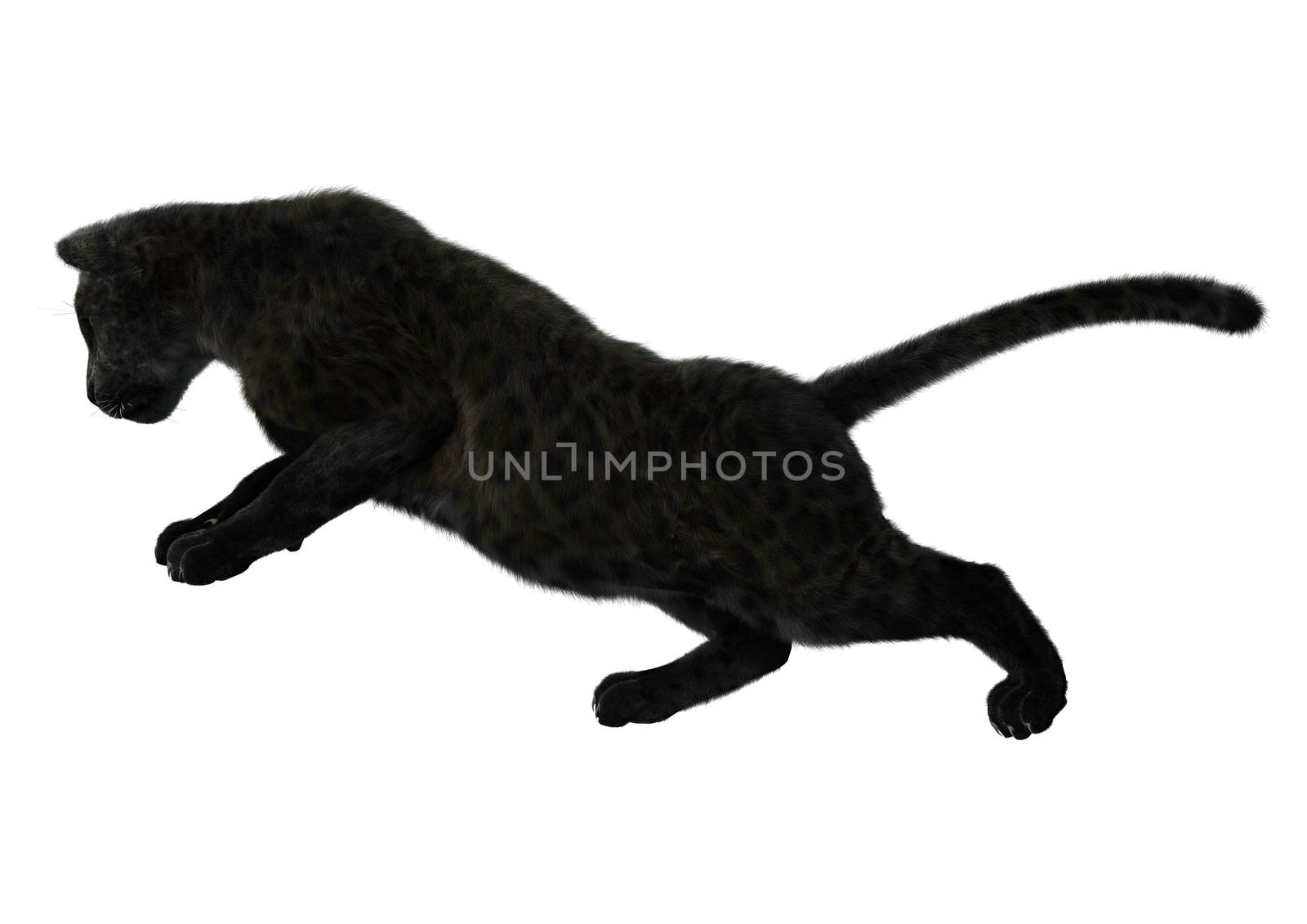 3D digital render of a big cat black panther isolated on white background