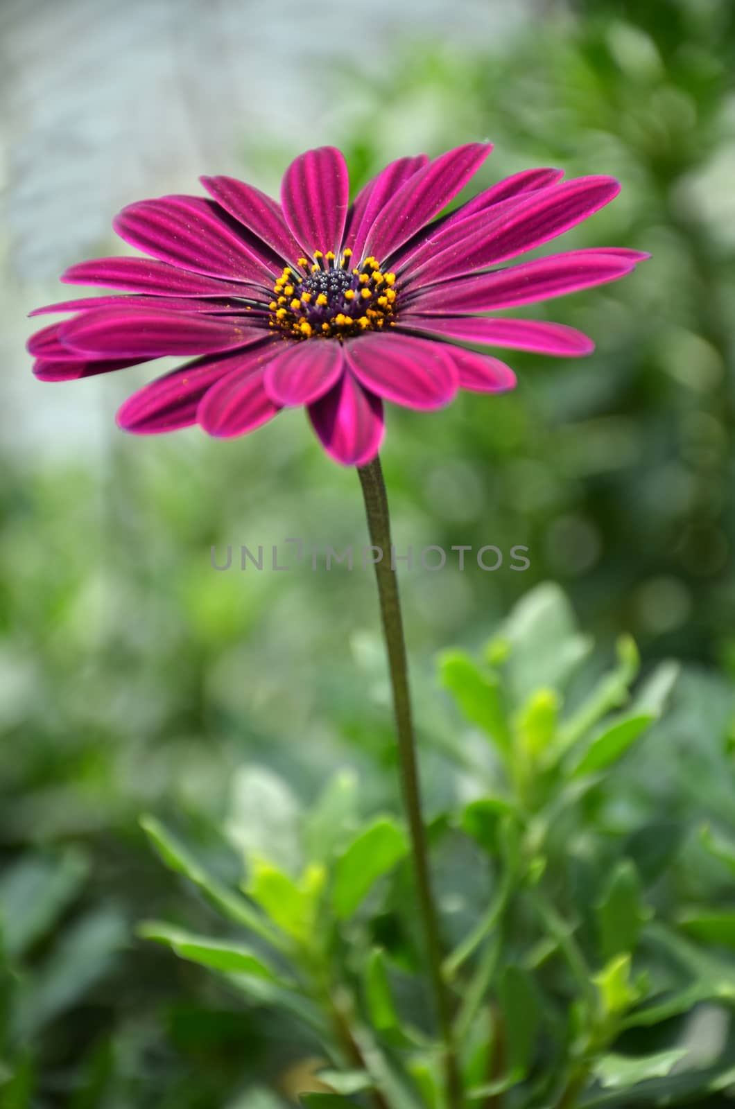 Osteospermum or Cape Daisy is a native to South Africa that loves a sunny position