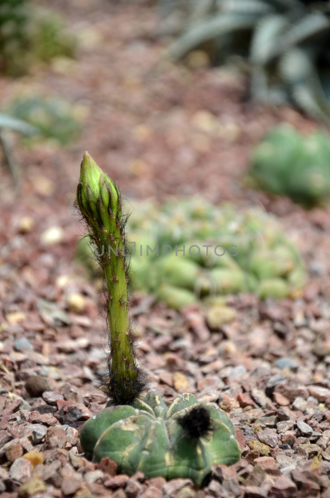 Budding Gymnocalycium cactus flower in the garden