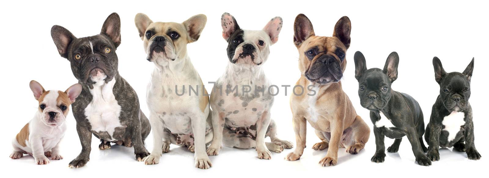 french bulldogs by cynoclub