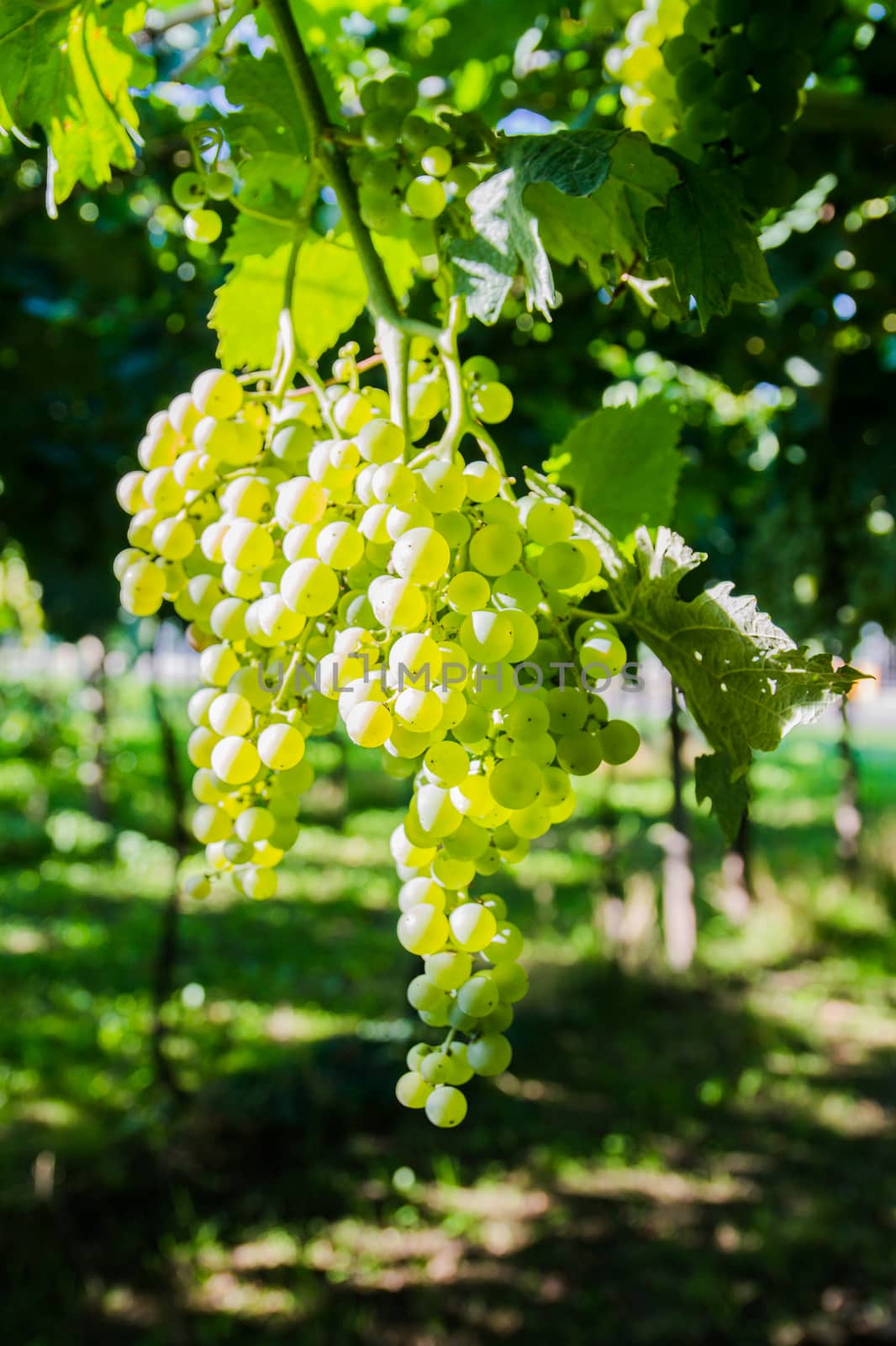 Bunch of grapes ready to be harvested in the Italian vineyards.