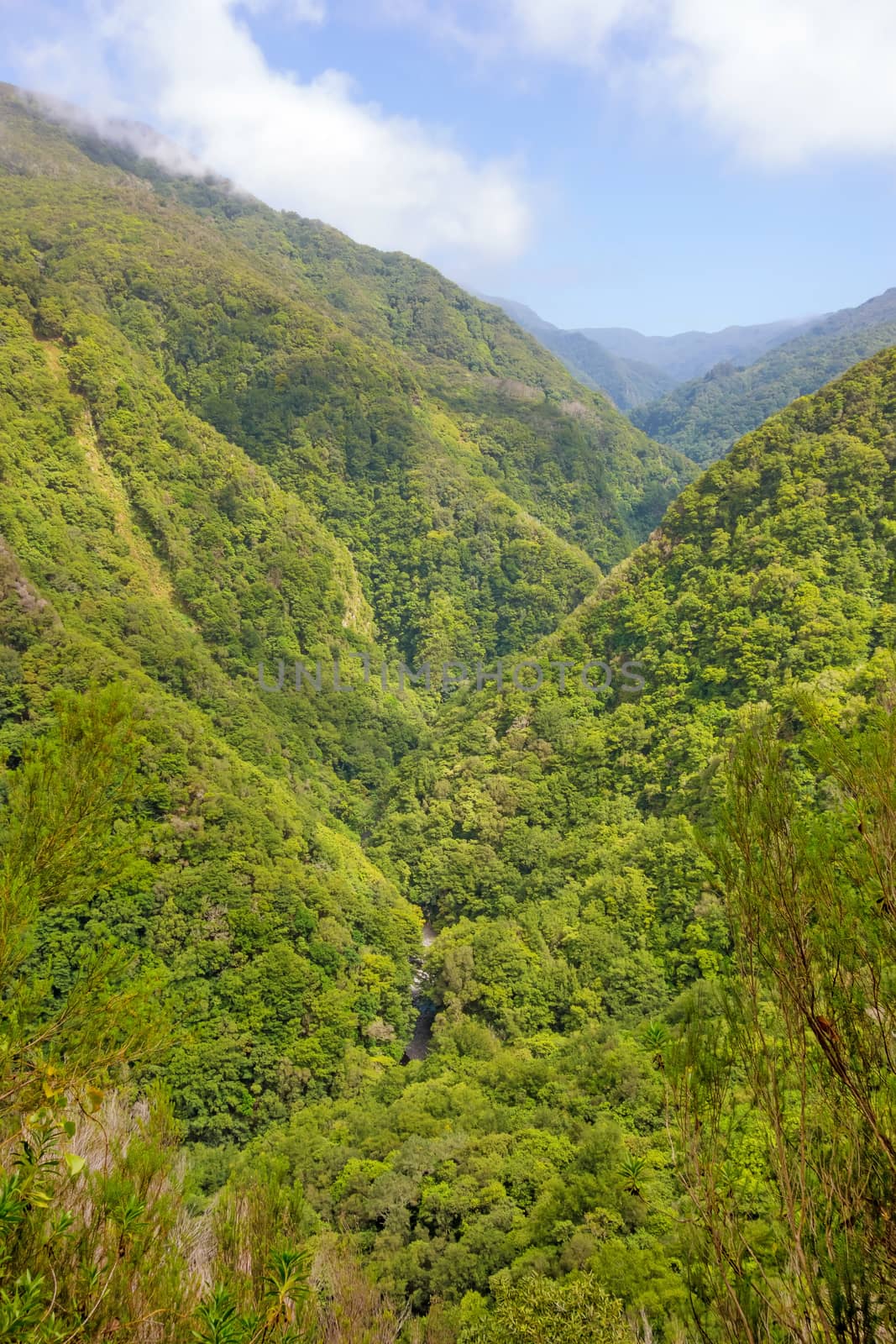 Trees in natural tropical environment - jungle valley