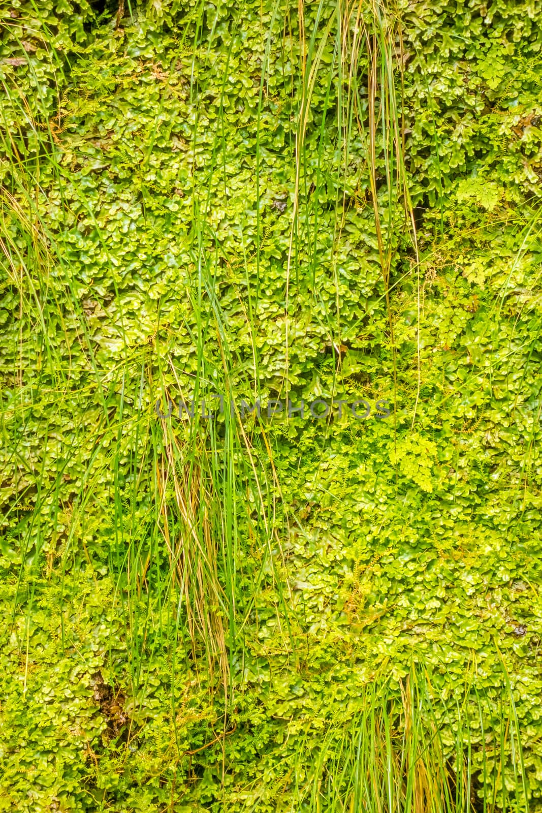 green tropical fern plant wall - detail shot