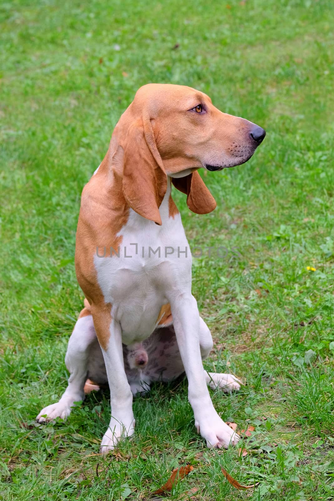 Typical Swiss Hound -Schweizer Laufhund - on a green grass by CaptureLight