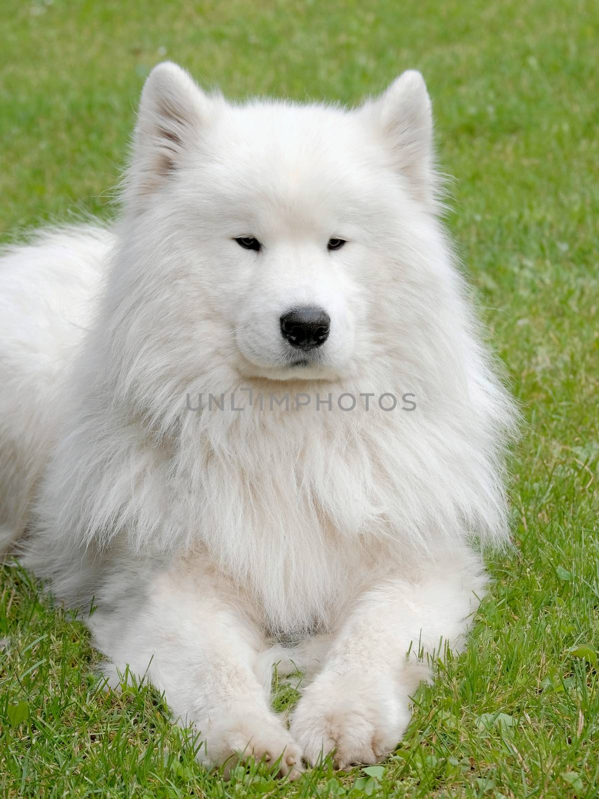 Typical Russian white Samoyed dog in the garden