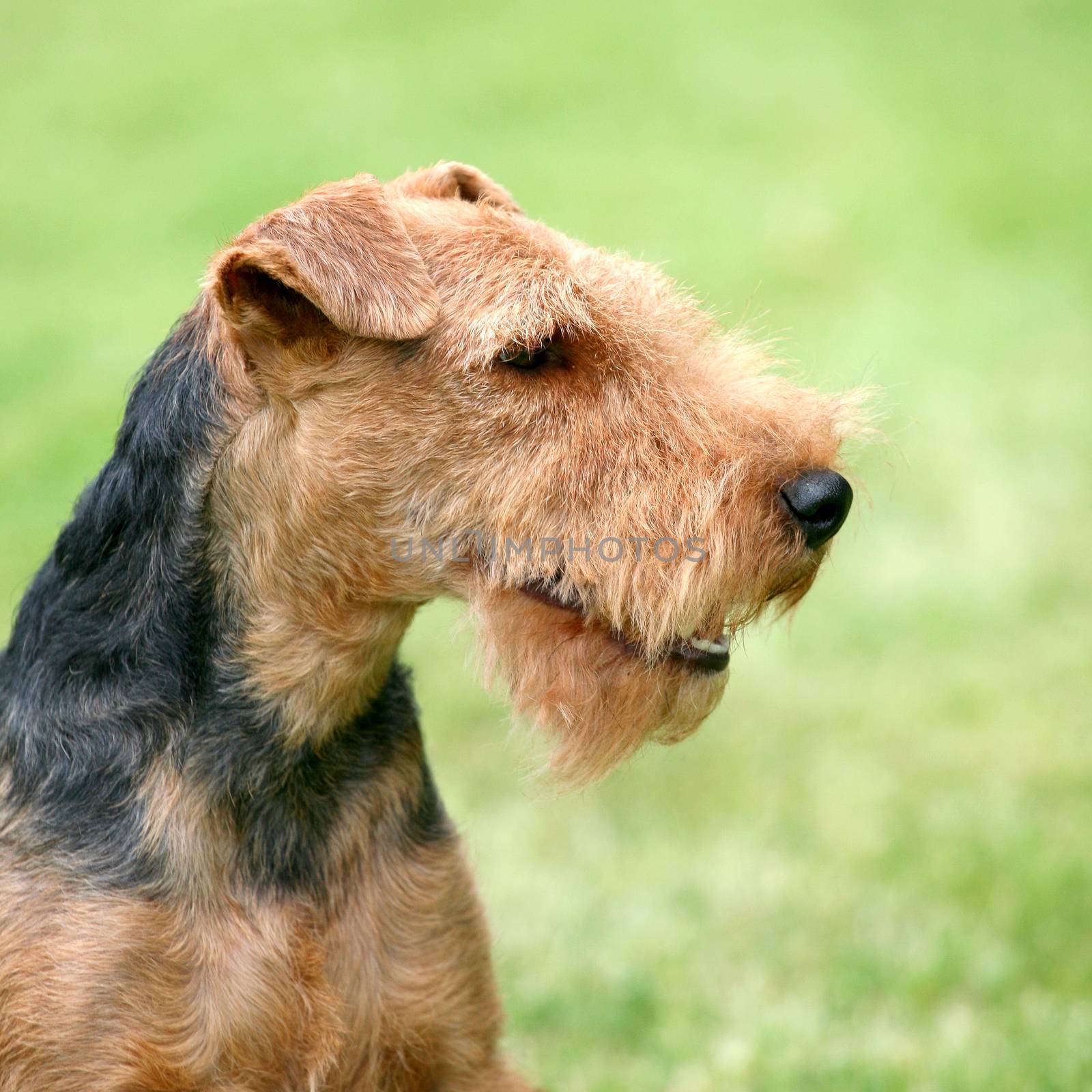 Portrait of Welsh Terrier  by CaptureLight