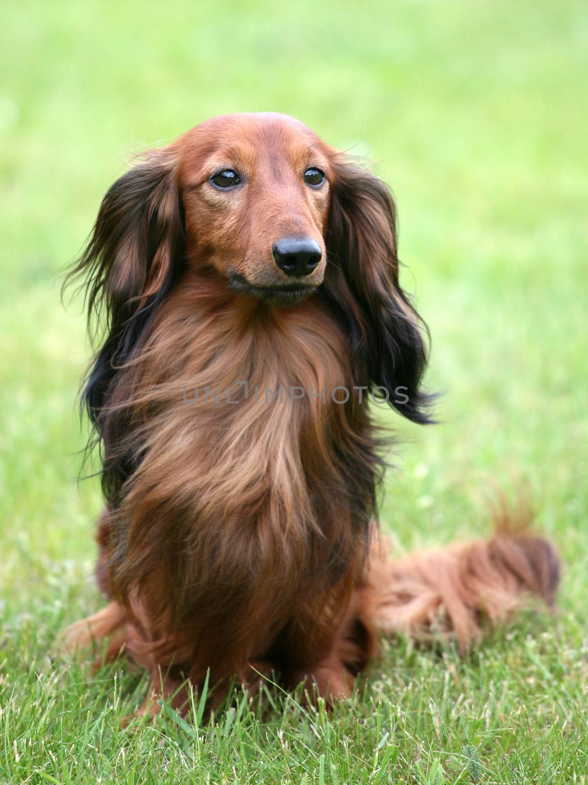 Dachshund Standard Long-haired on a green grass by CaptureLight