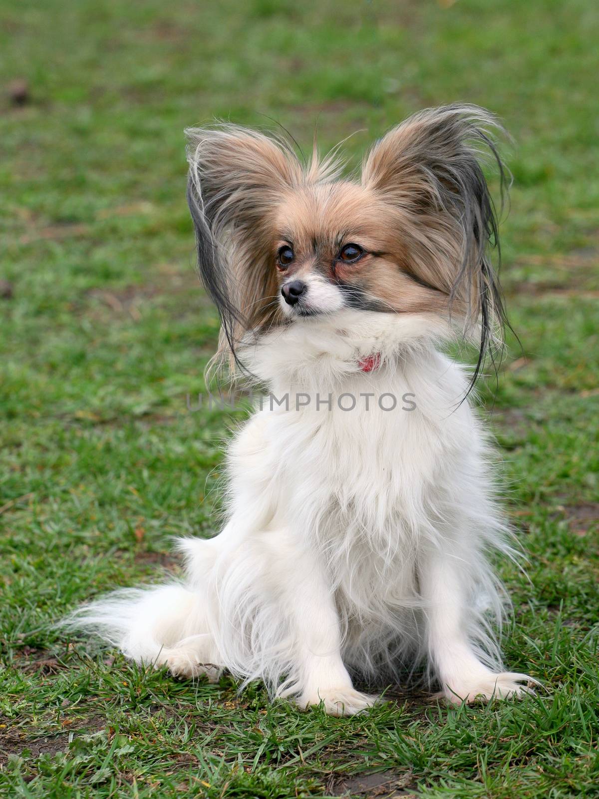 Typical Young Papillon dog in the garden by CaptureLight
