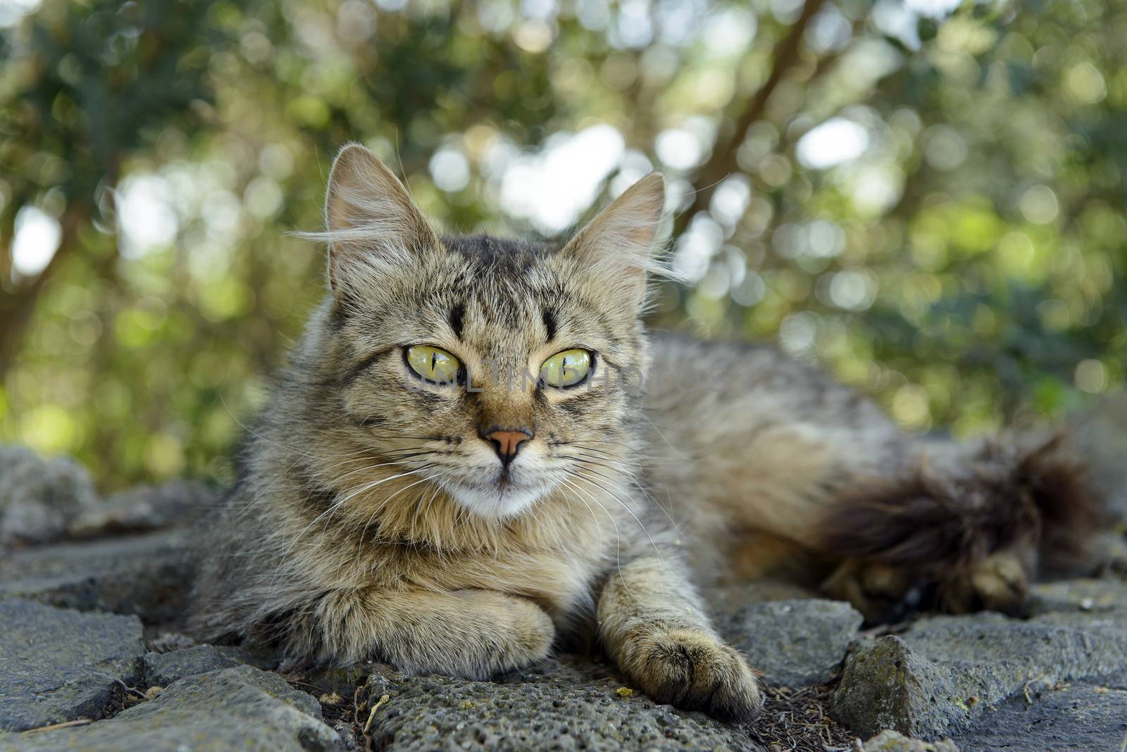 An adult cat is relaxed leaves photographed in the garden.