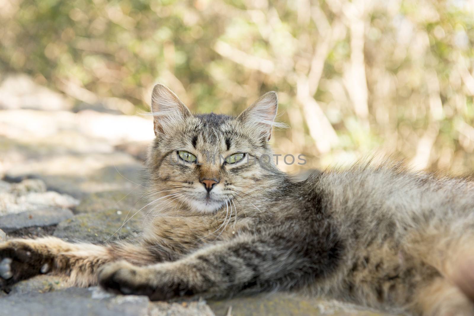 An adult cat is relaxed leaves photographed in the garden.