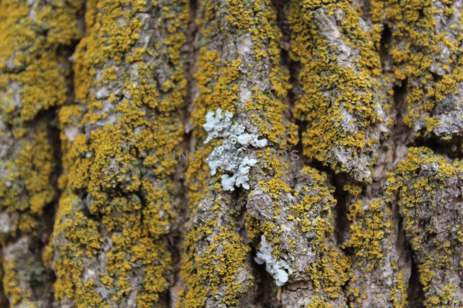 Moss covered Oak tree bark texture closeup.