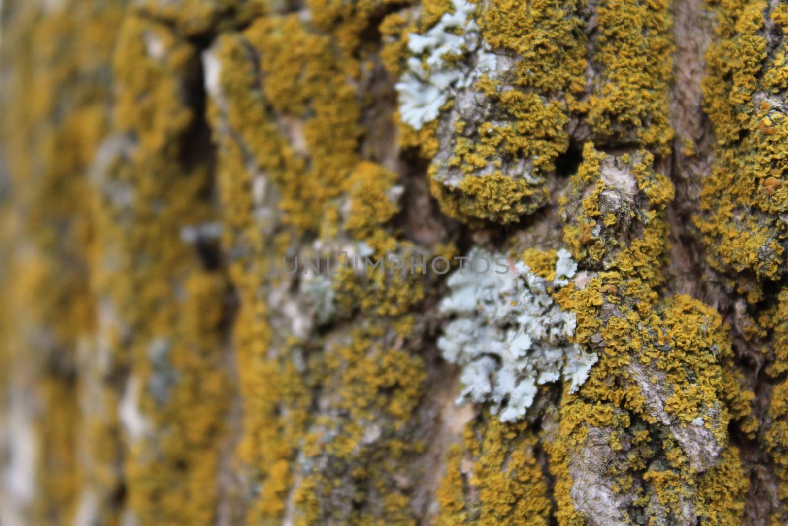 Moss covered Oak tree bark texture closeup.