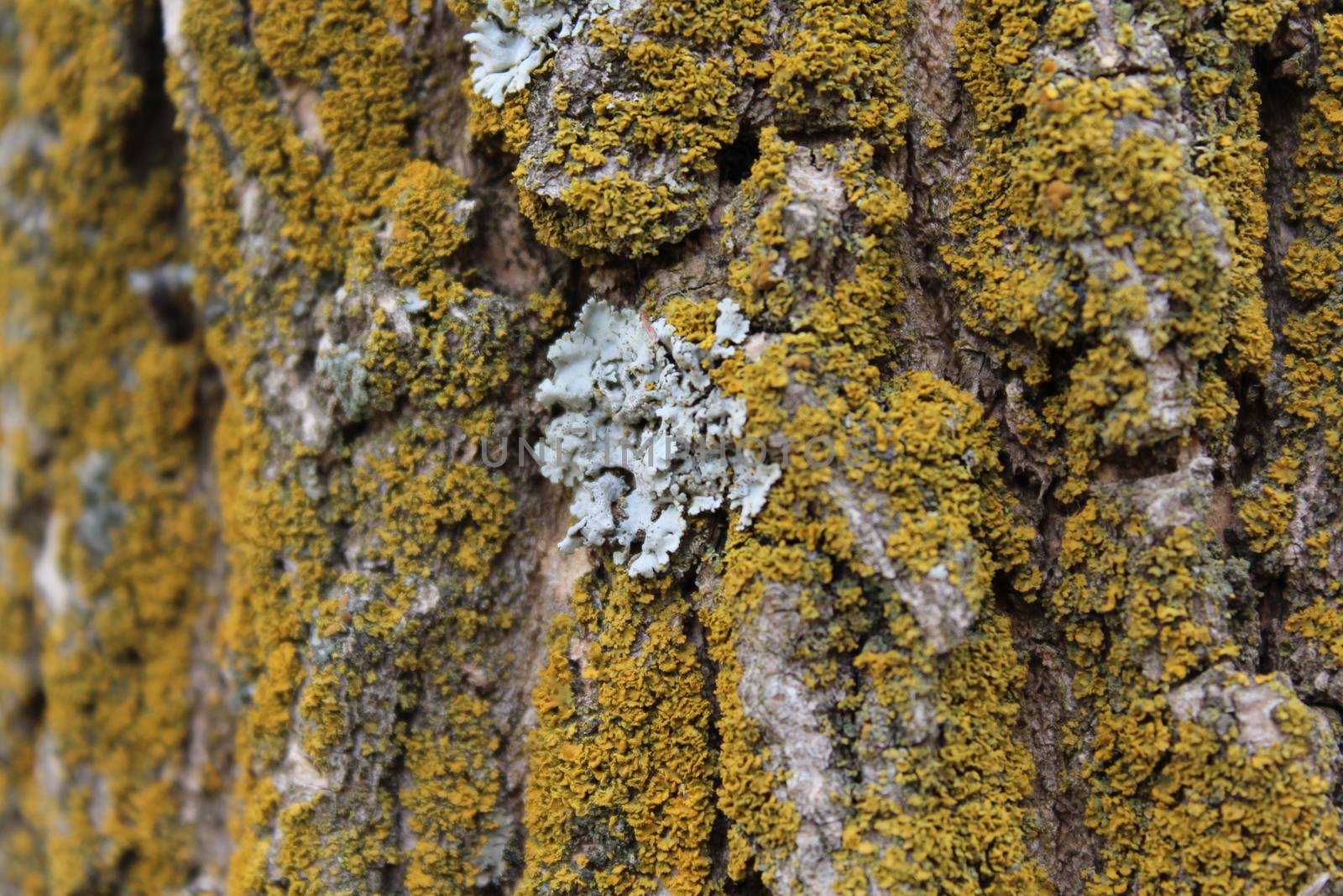 Moss covered Oak tree bark texture closeup.