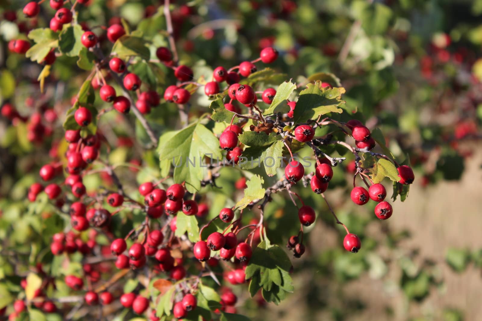 Close up of branch with red autumn berries.