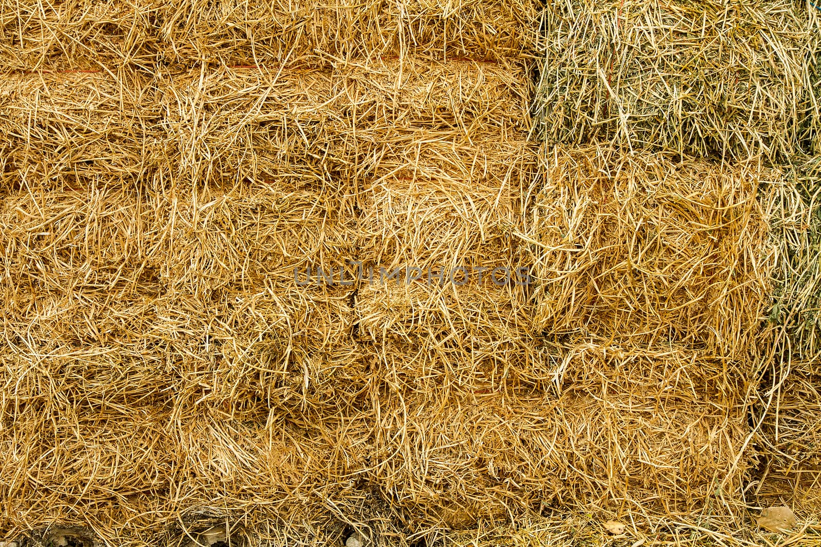 Getting ready to feed the herd there is a stack of hay