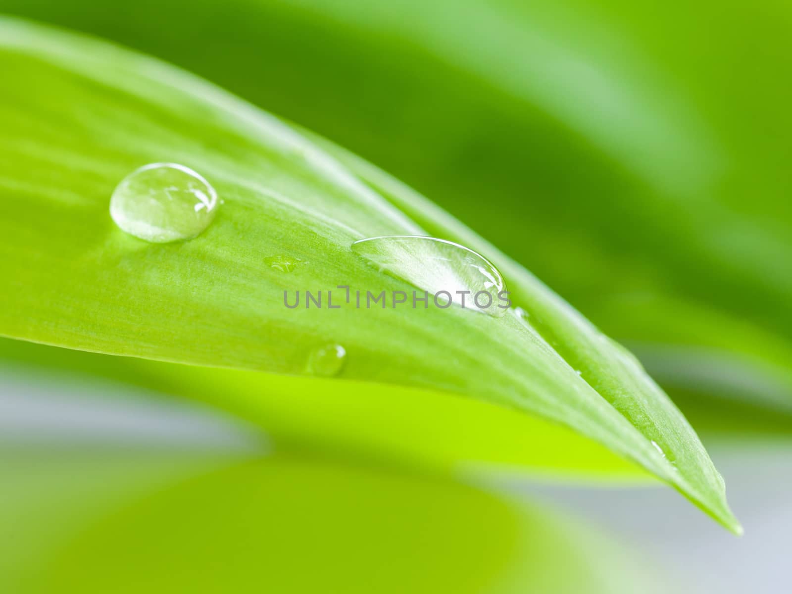 Closeup water drop on Pandanus Palm , Fragrant Pandan ,Pandom wa by kerdkanno