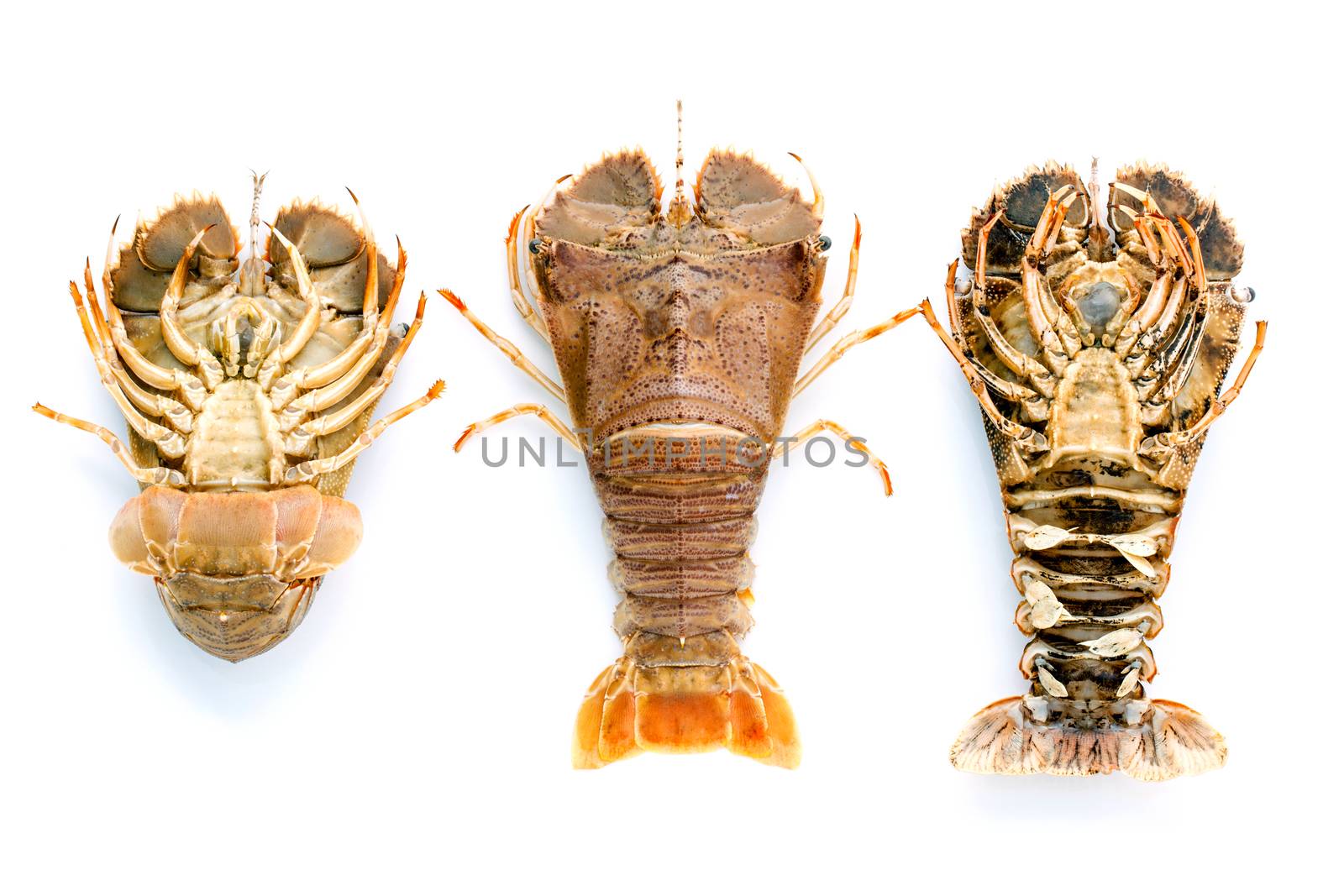 Flathead lobster, Lobster Moreton Bay bug, Oriental flathead lobster isolate on white background.