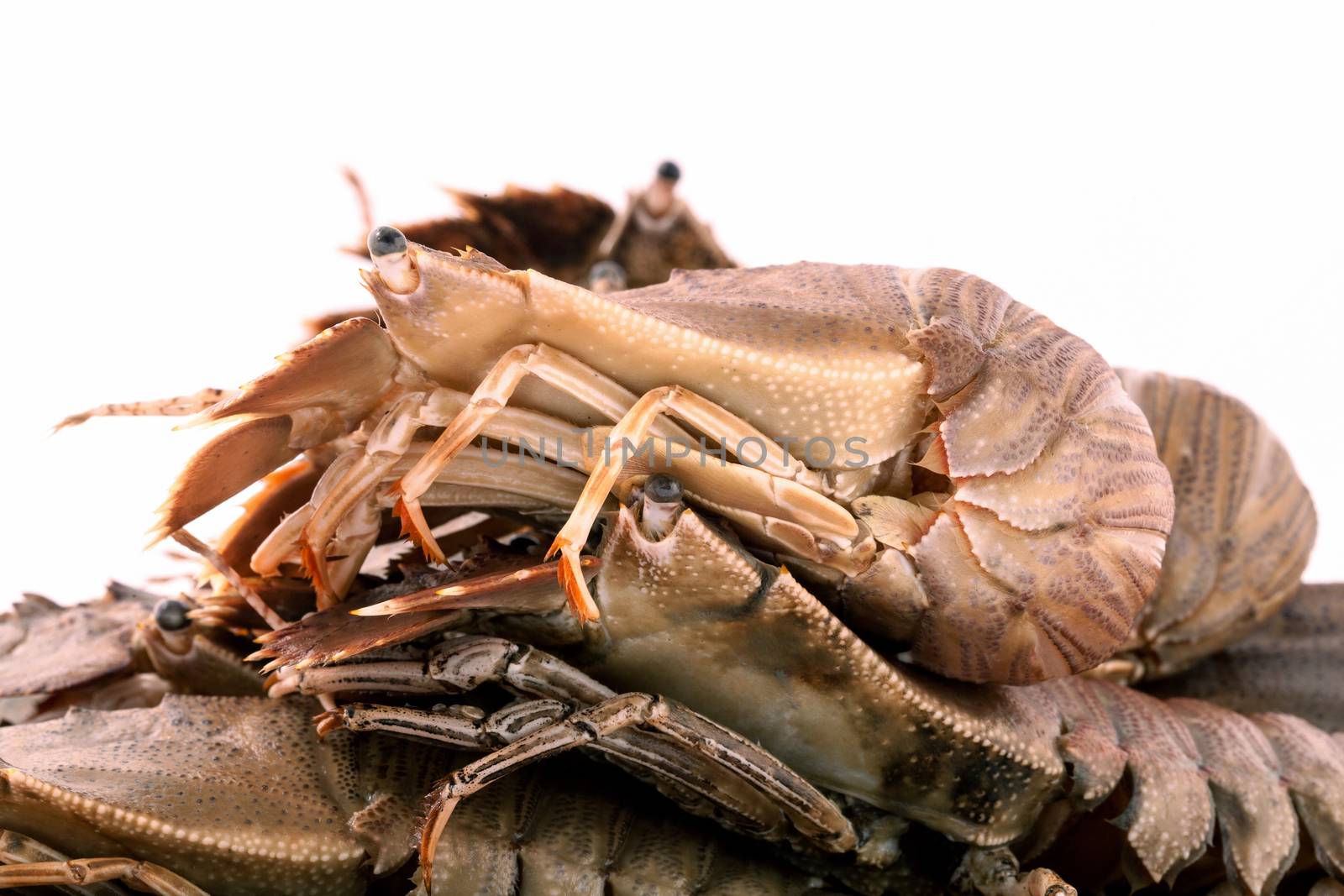 Flathead lobster, Lobster Moreton Bay bug, Oriental flathead lobster isolate on white background.