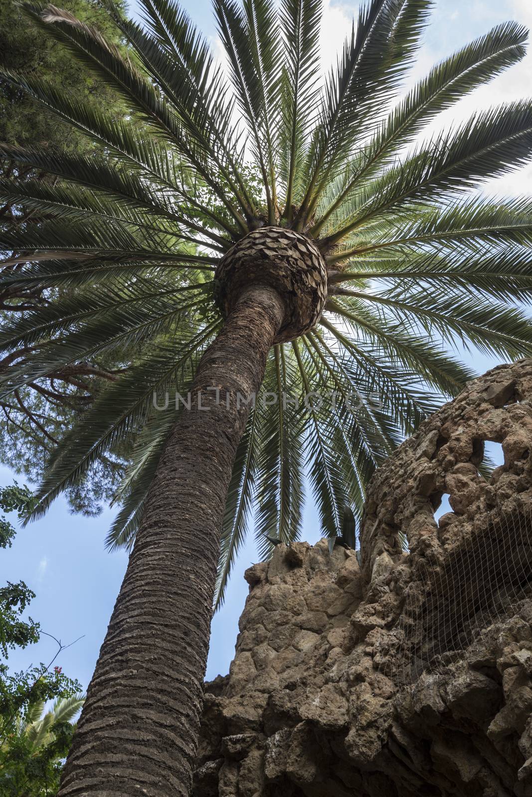 Palm tree next to one of the Stone Viaducts carrying snaking paths, Park Guell, Barcelona, Spain