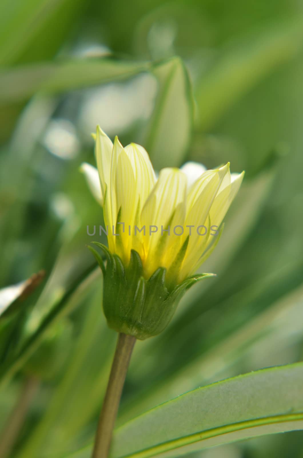 Solitary yellow flower bud in the garden shined at sun
