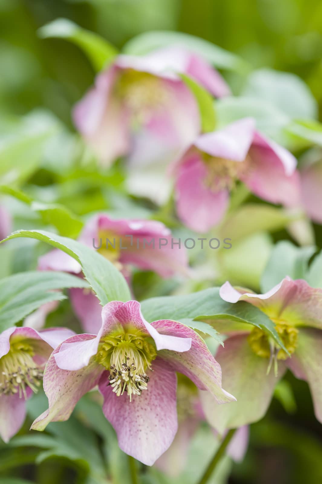 Cornus pink flowers by AlessandroZocc