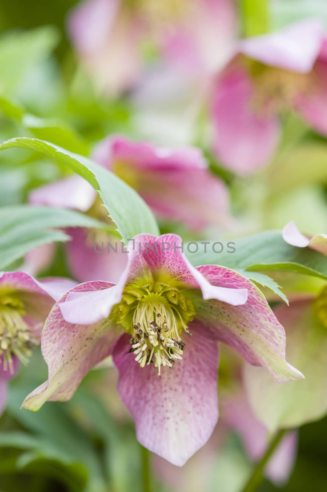 Cornus pink flowers, genus of woody plants in the family Cornaceae, dogwoods.