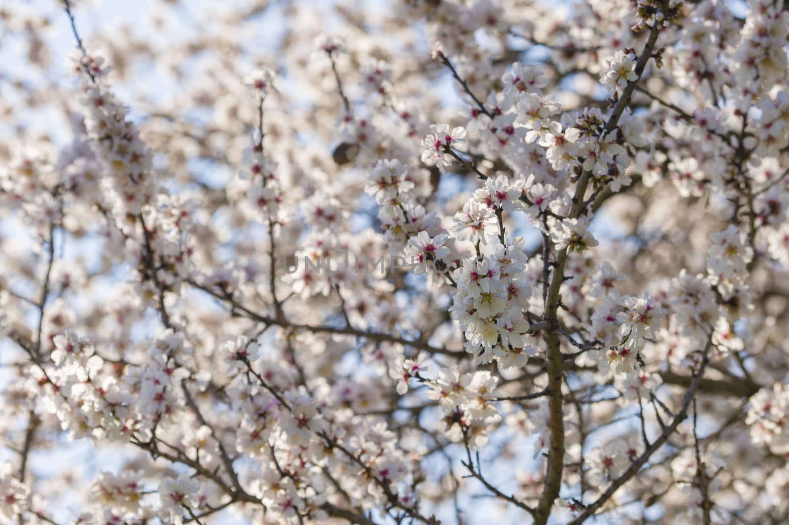 Japanese cherry tree flowers in full bloom in Spring