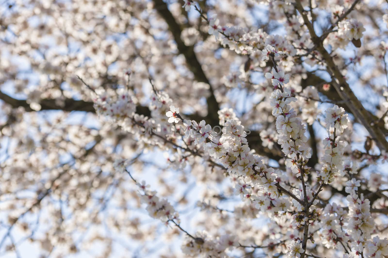 Japanese cherry tree flowers in full bloom in Spring