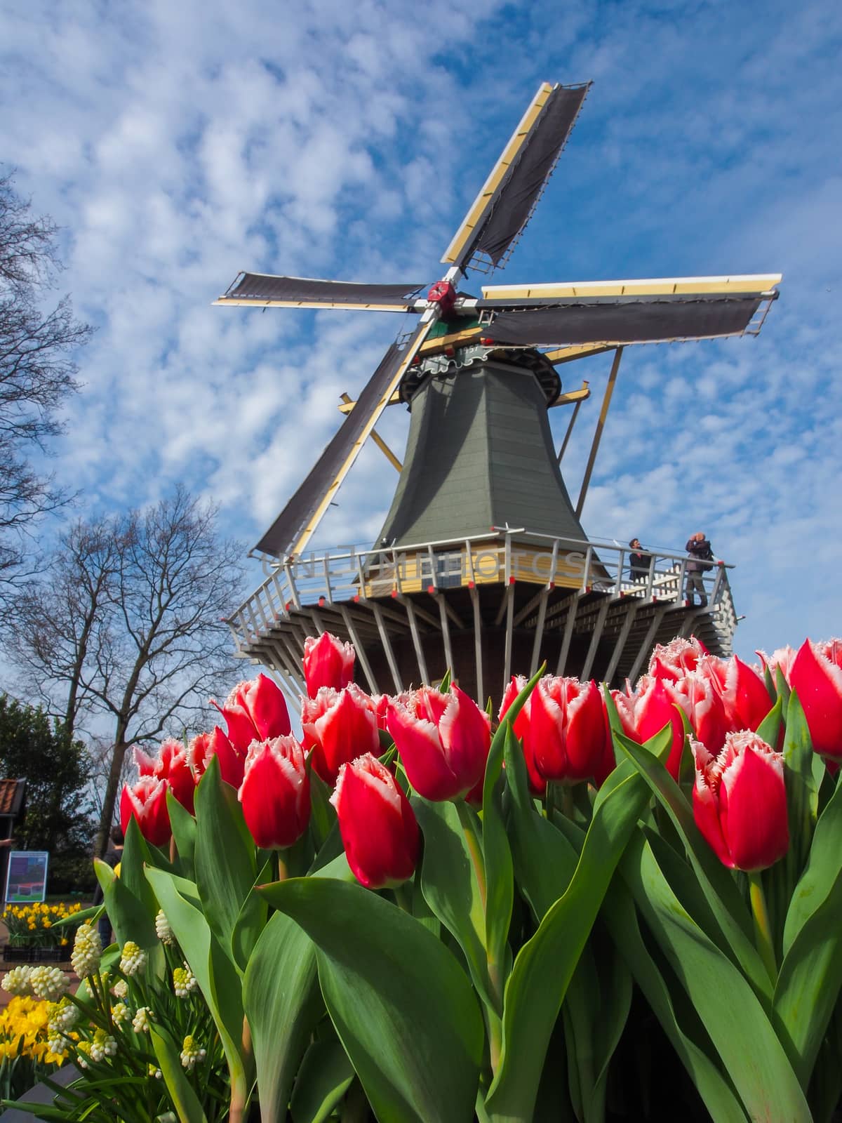 Traditional Dutch windmills with vibrant tulips by simpleBE