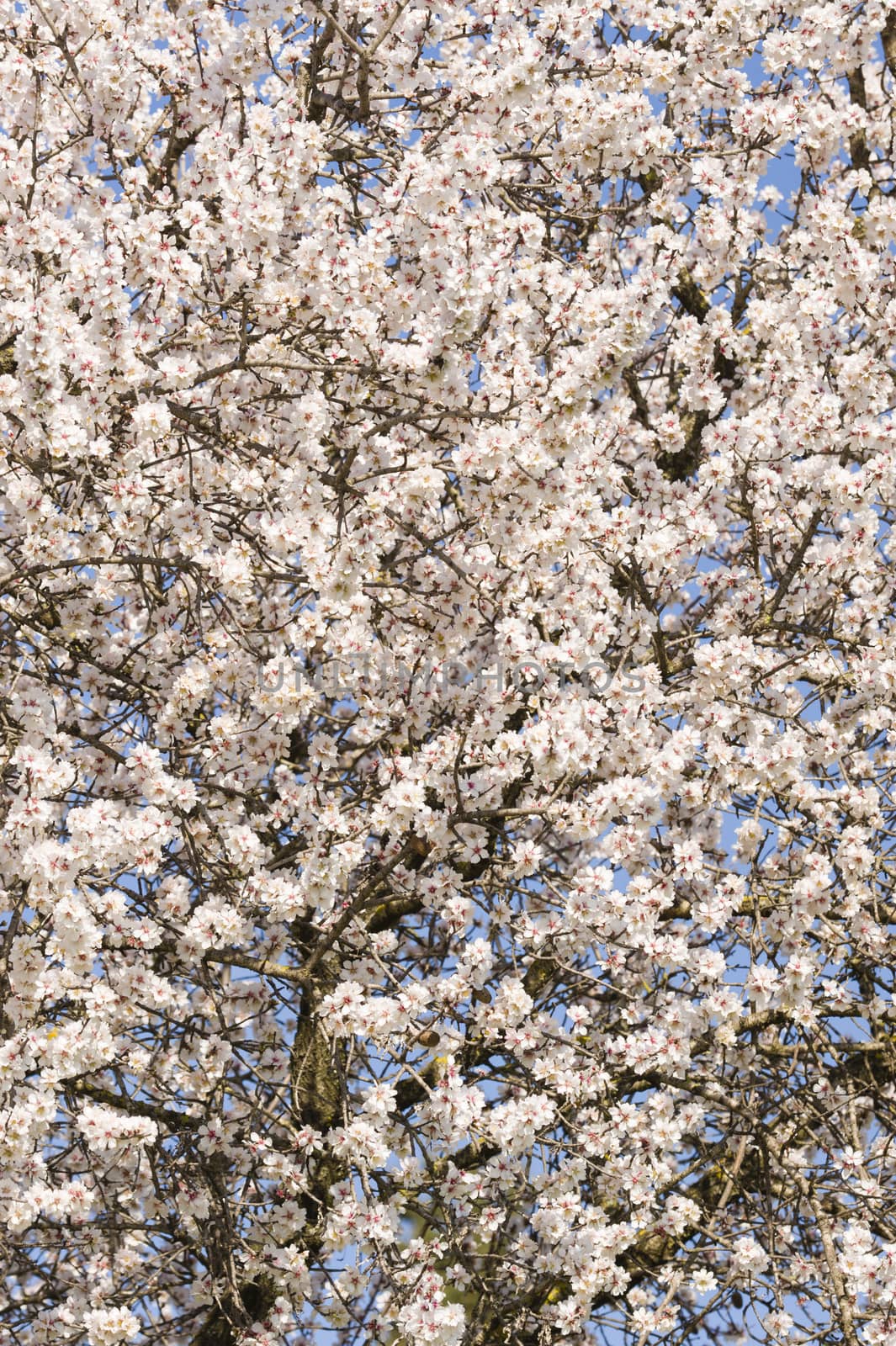 Japanese cherry tree flowers in full bloom in Spring