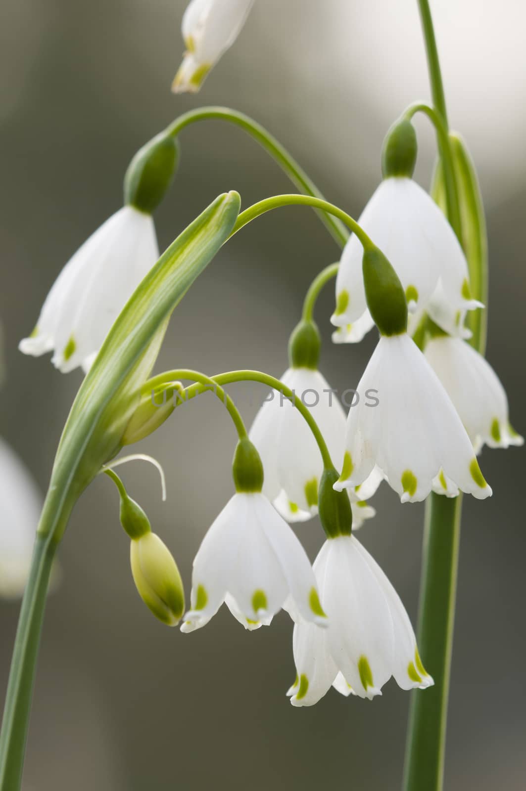 Leucojum vernum, spring snowflake, perennial, herbaceous flowering plant in the daffodil family Amaryllidaceae, native to central and southern Europe.