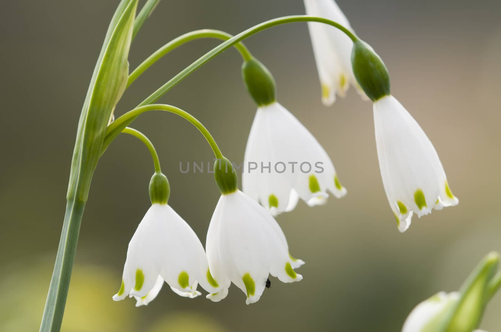 Leucojum vernum, spring snowflake, perennial, herbaceous flowering plant in the daffodil family Amaryllidaceae, native to central and southern Europe.