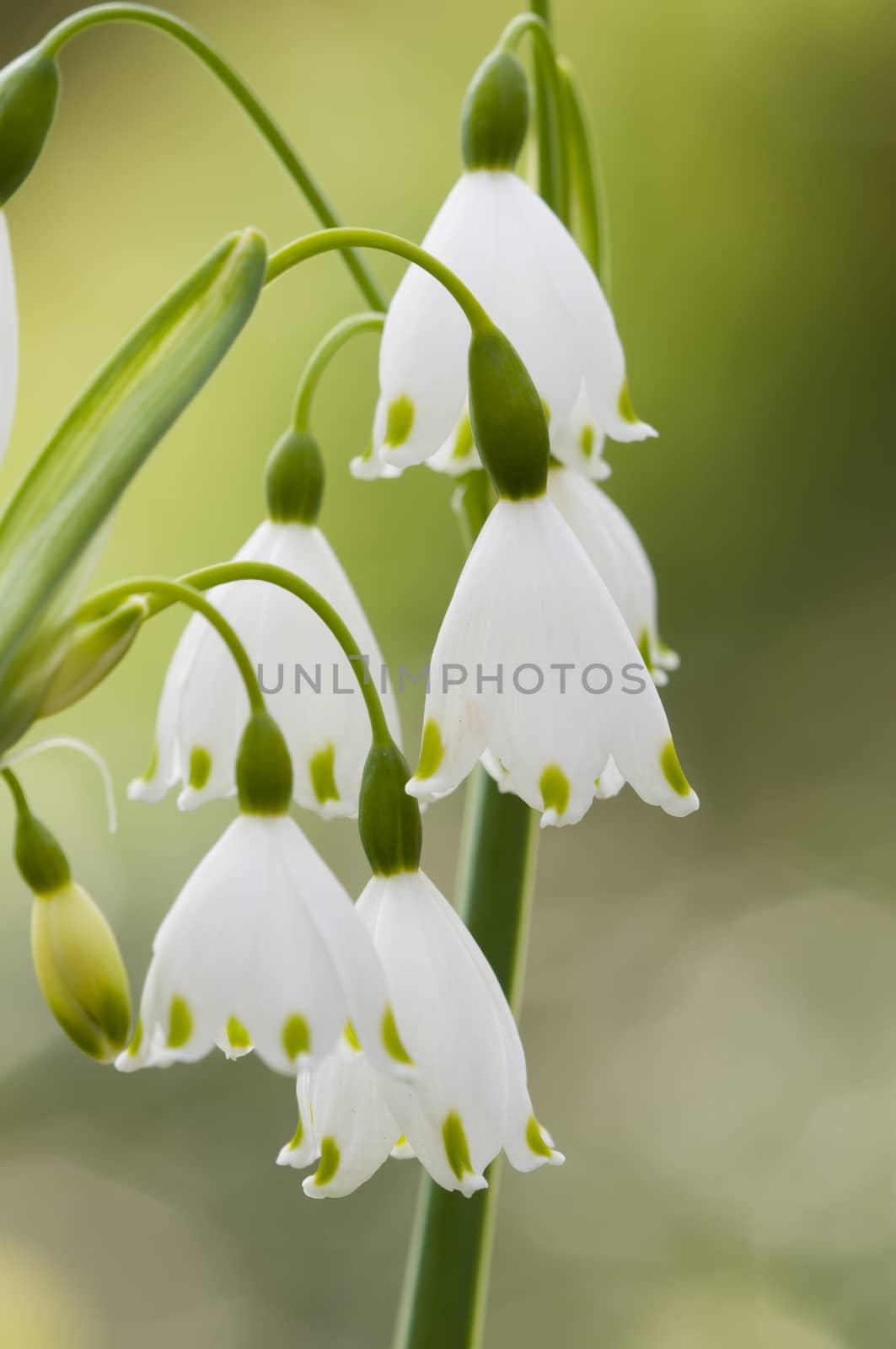 Leucojum vernum, spring snowflake, perennial, herbaceous flowering plant in the daffodil family Amaryllidaceae, native to central and southern Europe.