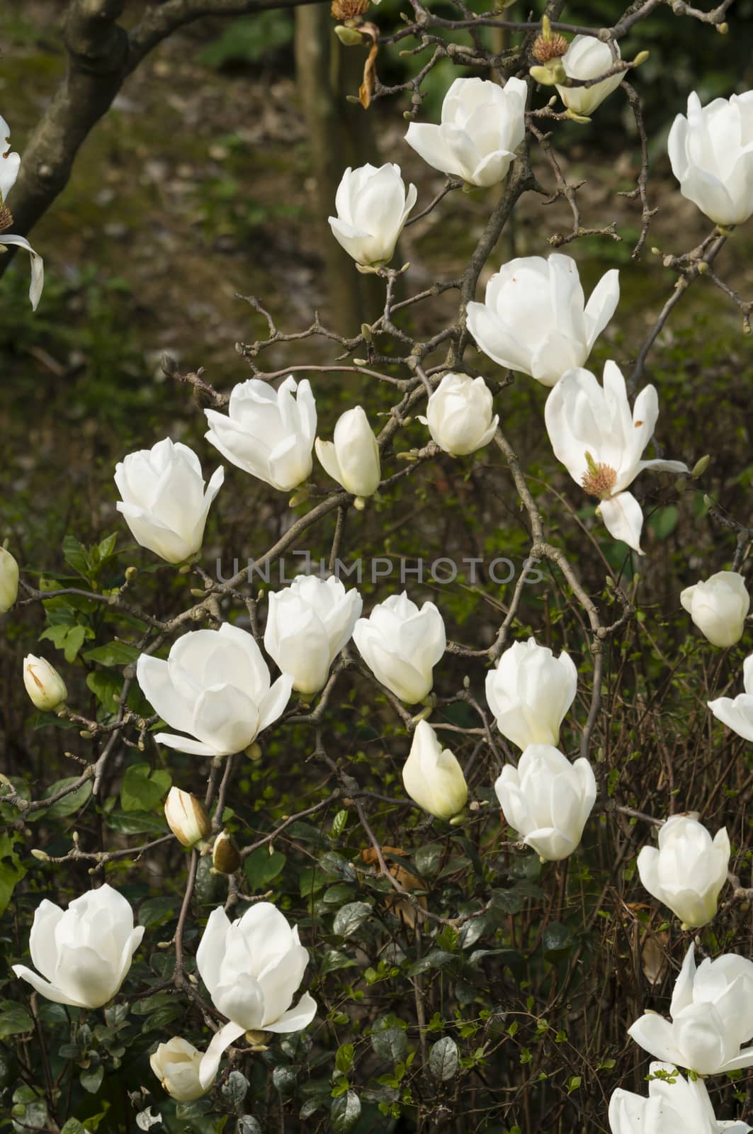 Flowers of white magnolia in full bloom