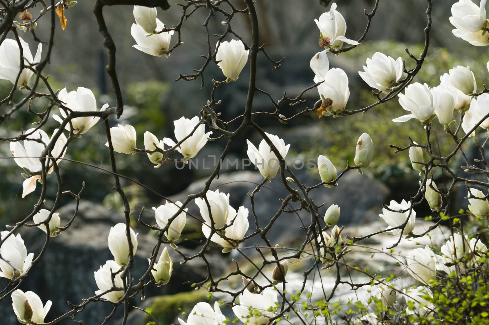 Flowers of white magnolia in full bloom