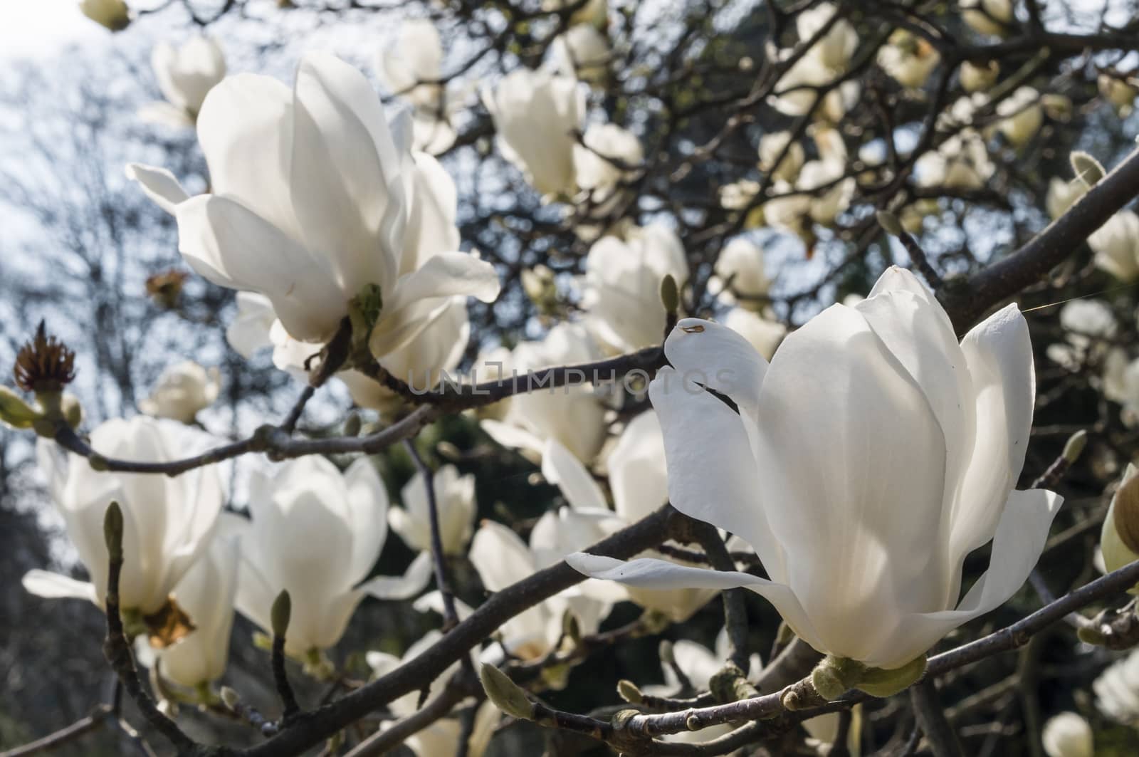 Flowers of white magnolia in full bloom