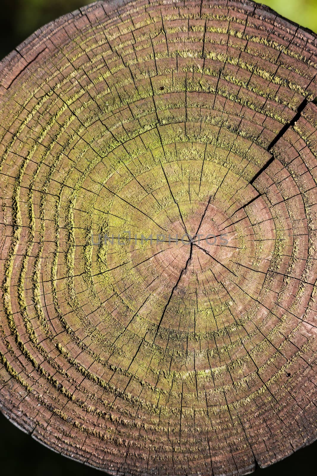 Detail of annual rings of a tree trunk in the forest