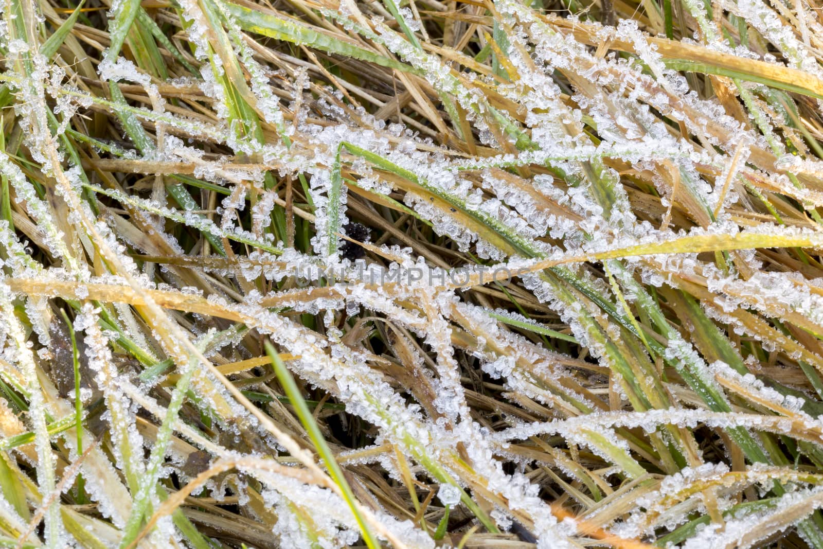 Frozen Grass Close Up macro image.