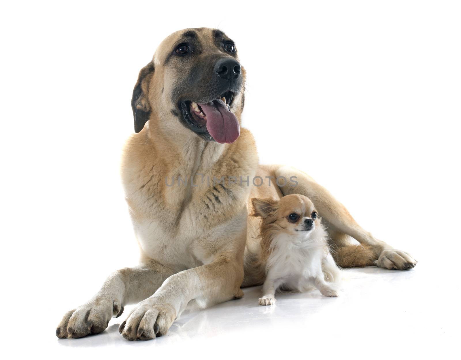 Anatolian Shepherd dog and chihuahua by cynoclub