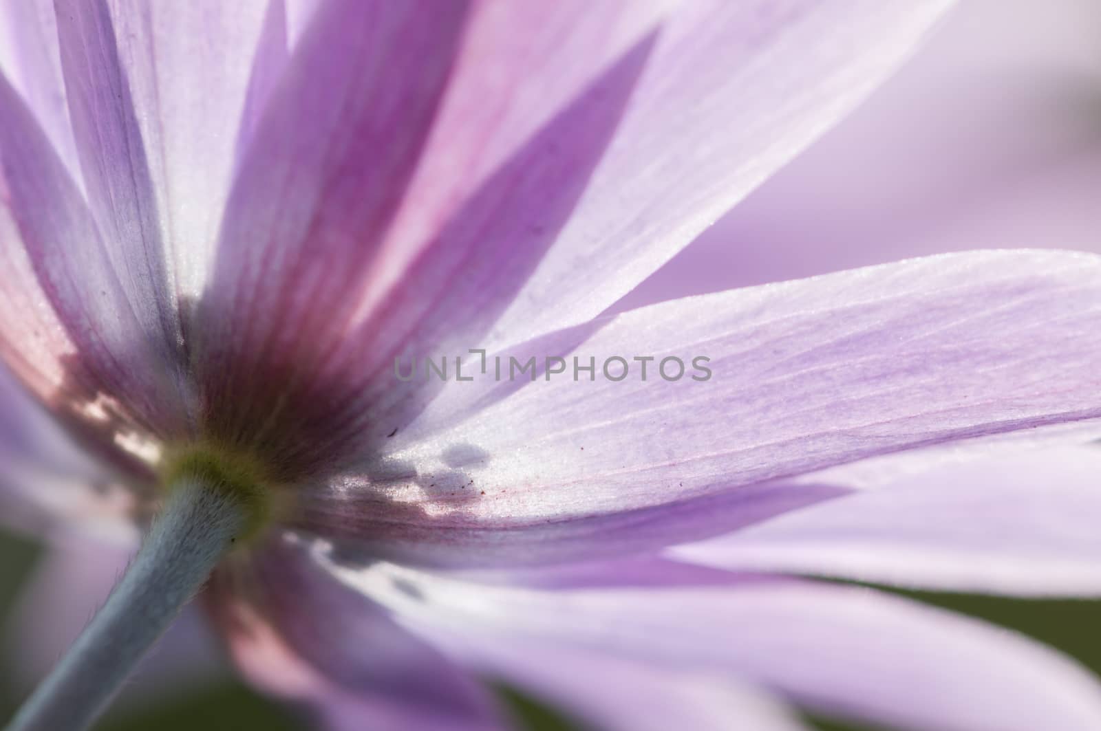 Pink anemone flowers  details  under the sun