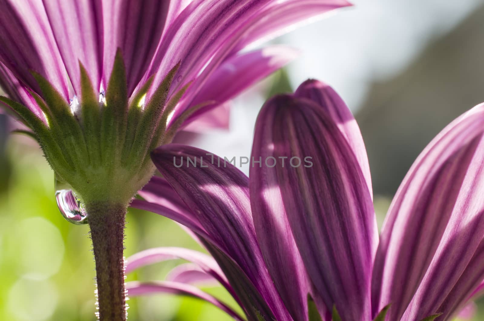 Pink anemone flowers  details  under the sun
