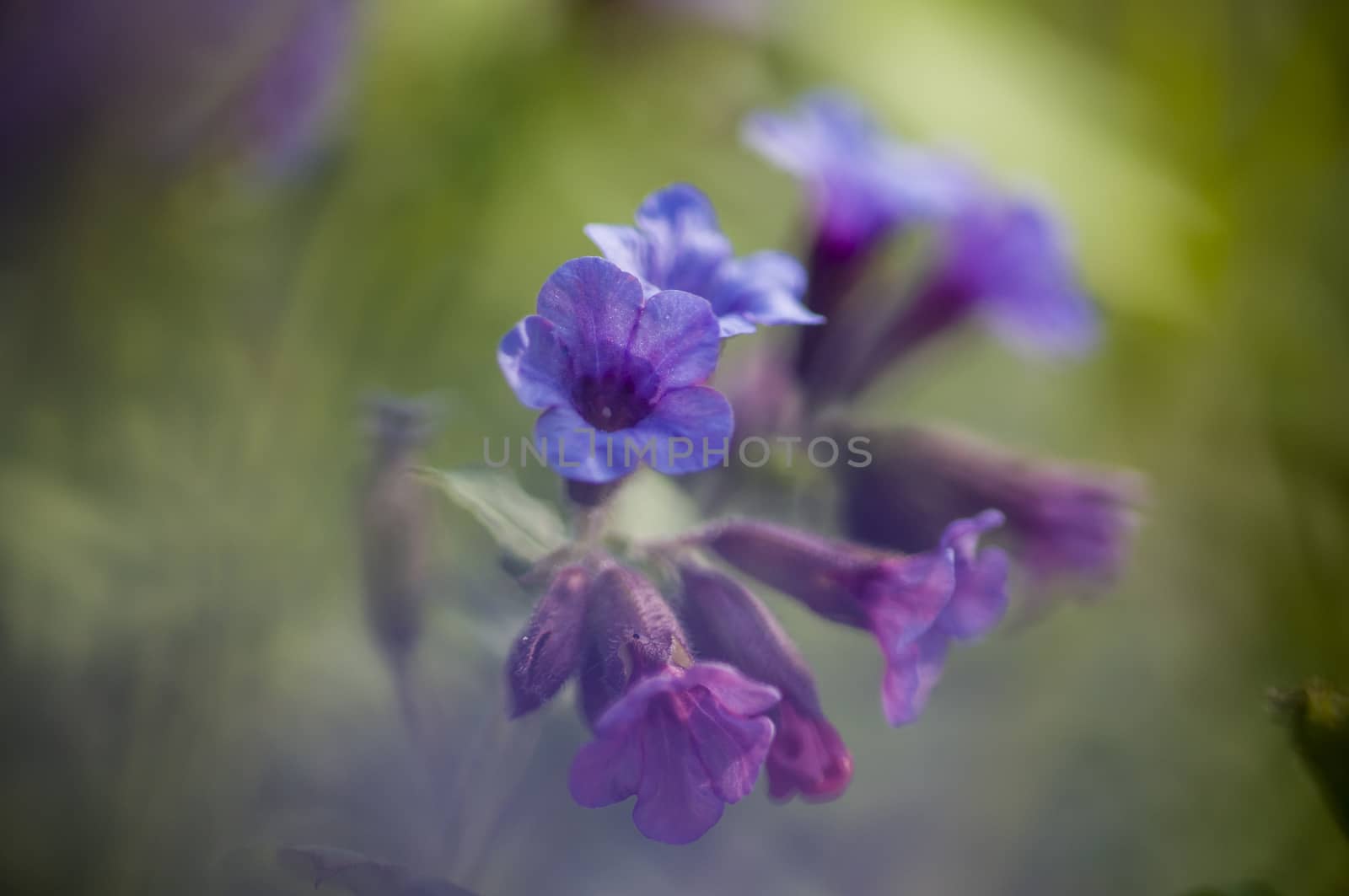 Pink and blue bell flowers in romantic light