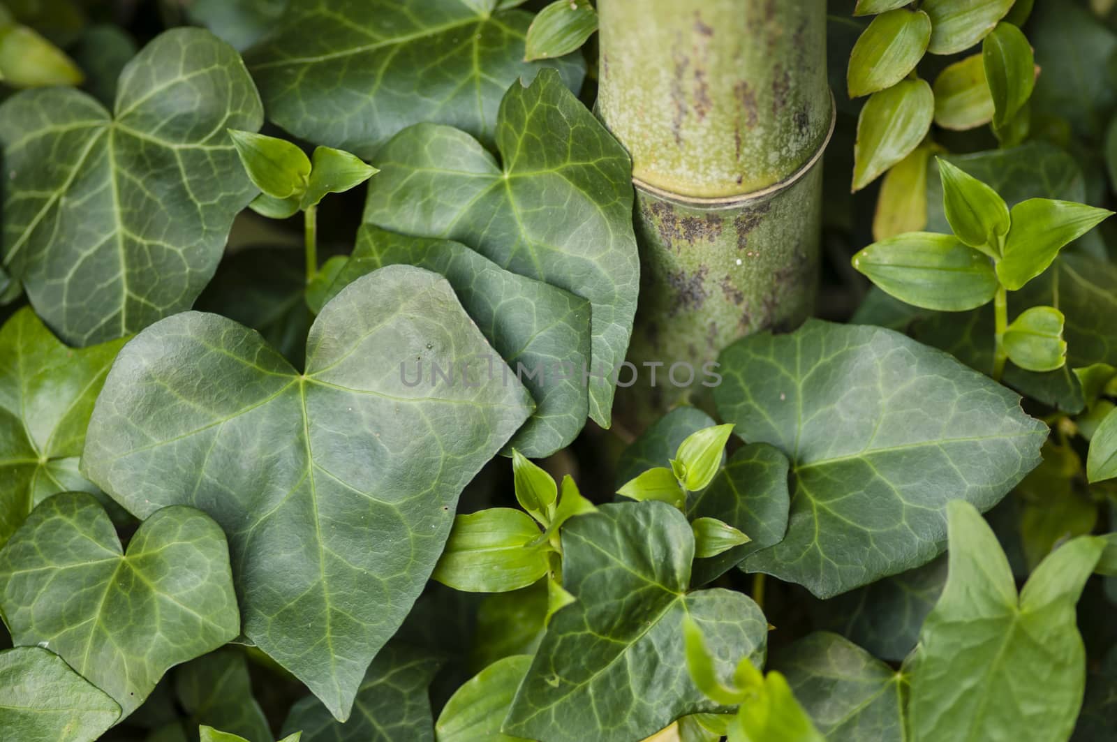 Hedera helix, common ivy, English ivy, European ivy, and bamboo stem.