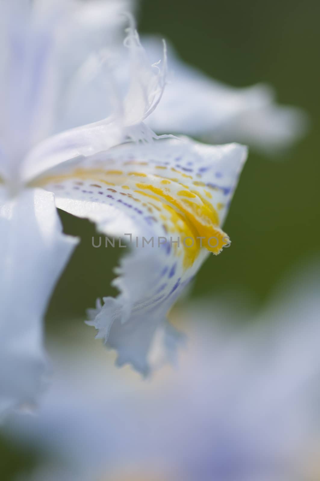 Close up of yellow and blue iris flowers under the sun